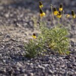 5 best heat and drought tolerant plants
