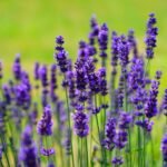 prune lavender