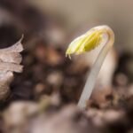 Vegetables You Can Regrow From Scraps