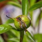 How to naturally get rid of yellow jackets