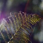 Yellow Garden Spider