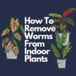 How To Remove Worms From Indoor Plants