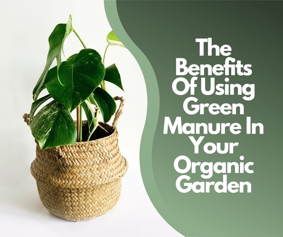 Benefits Of Using Green Manure In Your Organic Garden