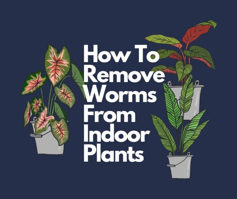 How To Remove Worms From Indoor Plants