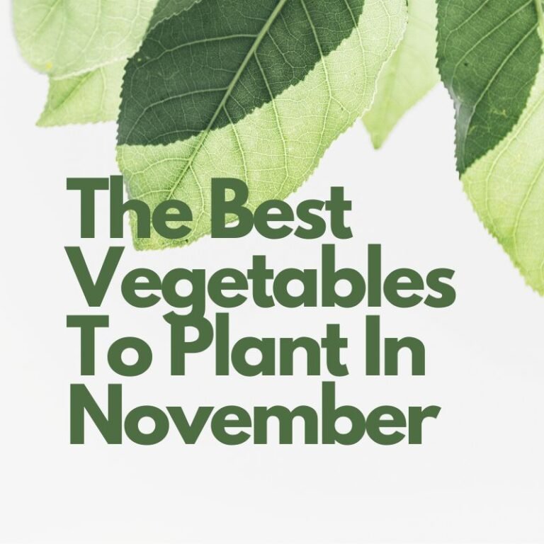 Best Vegetables To Plant In November