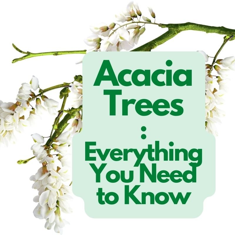 acacia Trees