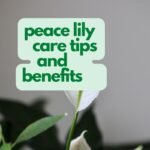 peace lily care