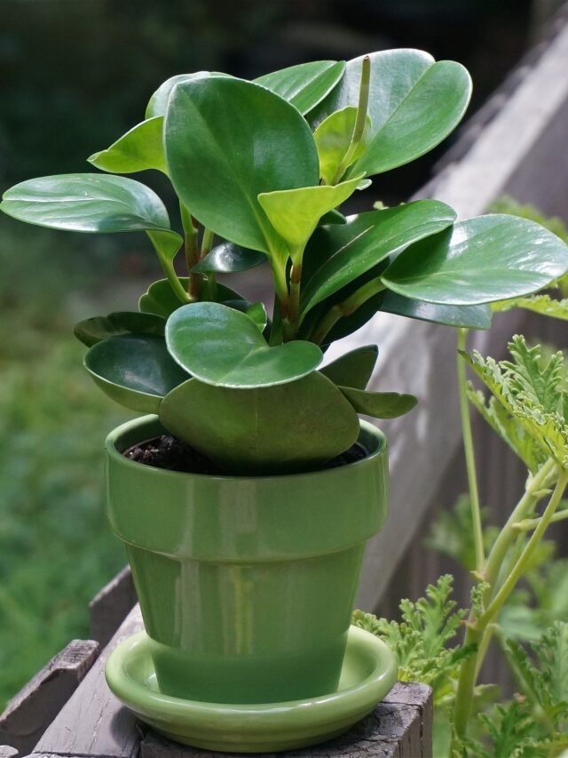Benefits Of Houseplants