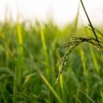 A Guide To Growing Rice