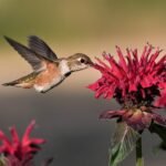 Getting Hummingbirds In Your Garden