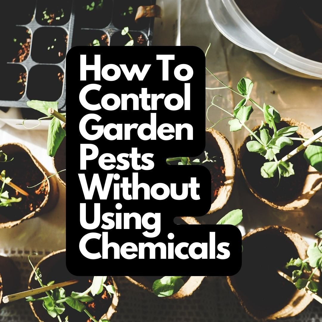 How To Control Garden Pests Without Using Chemicals
