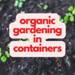 Organic Gardening In Containers