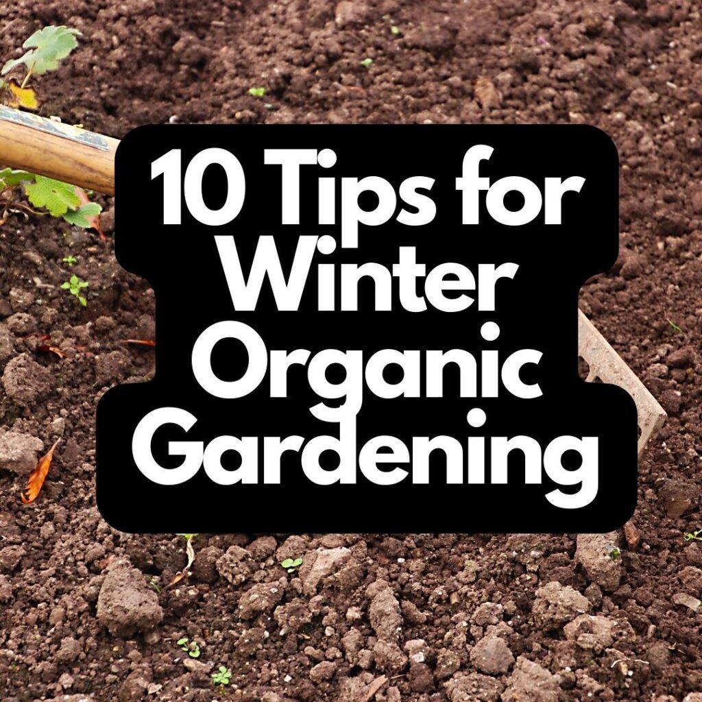 10 Tips for Winter Organic Gardening