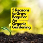 5 Reasons to Grow Bags For An Organic Gardening