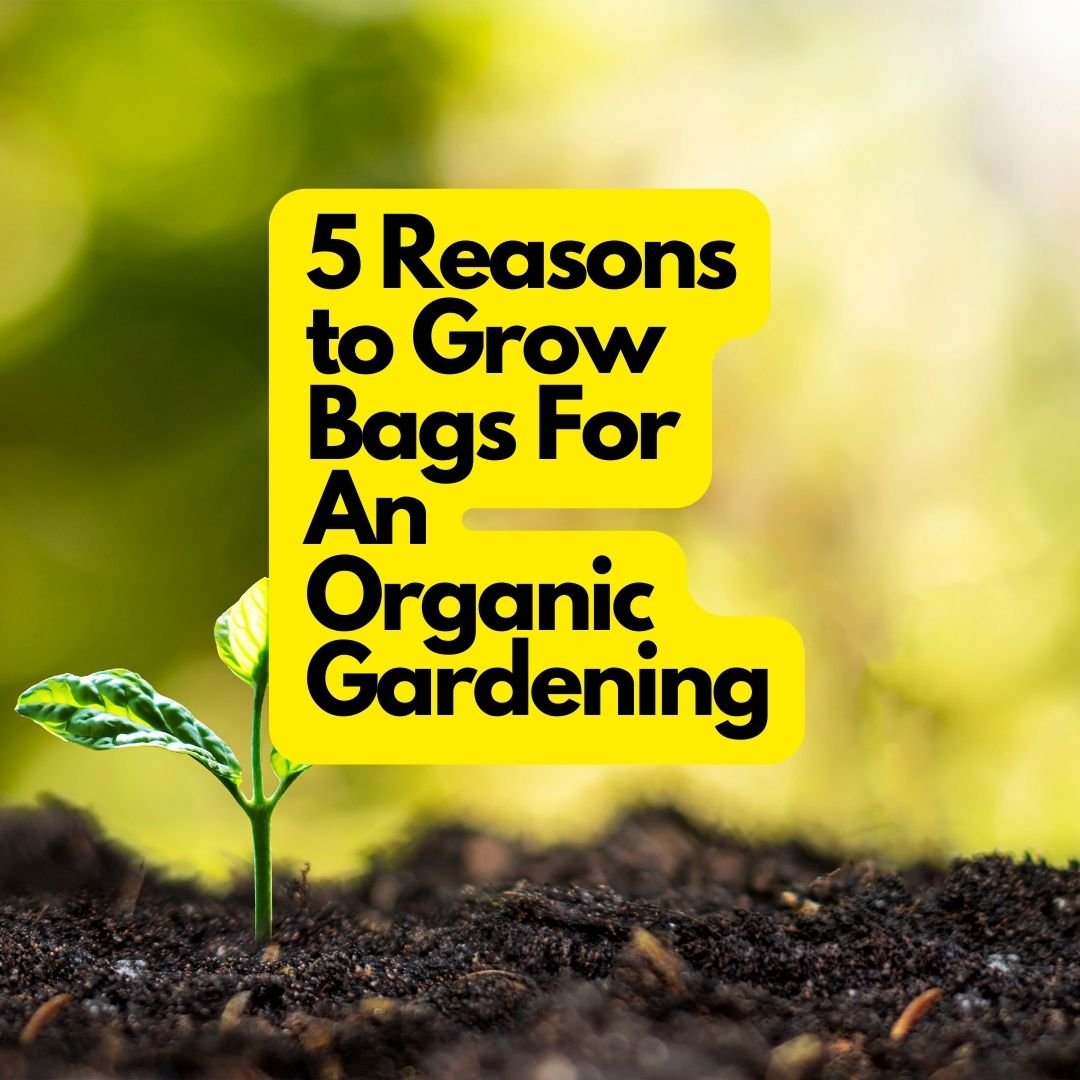 5 Reasons to Grow Bags For An Organic Gardening