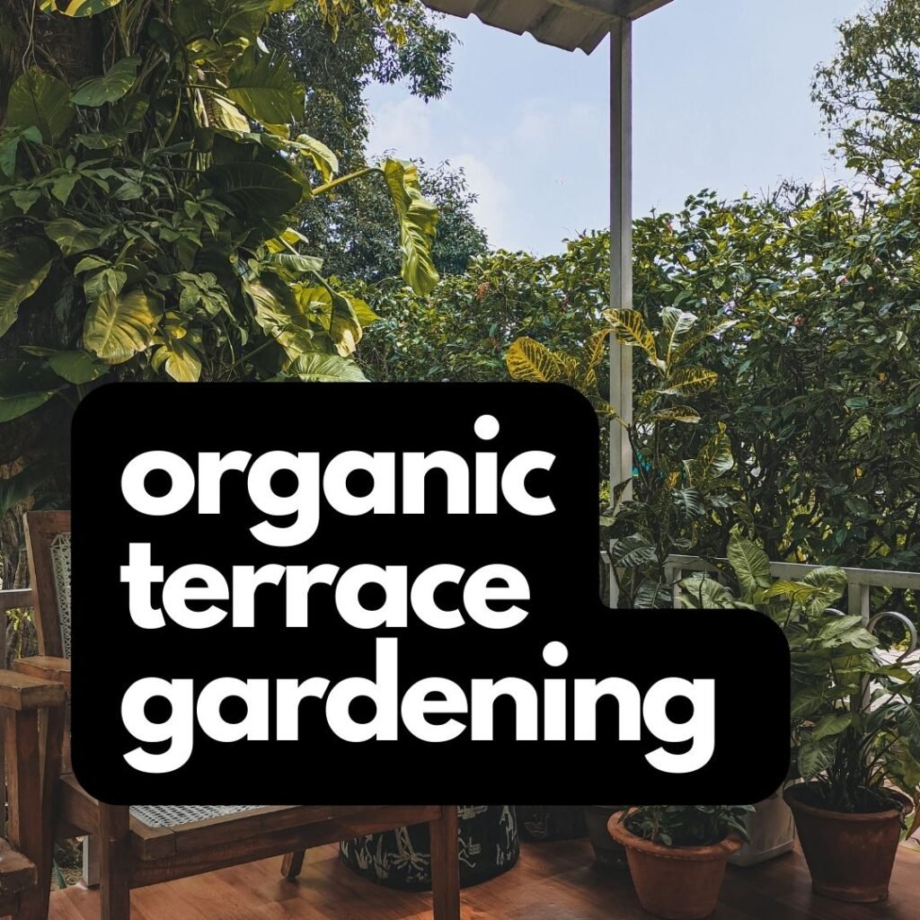 Organic Terrace Gardening