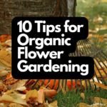 Organic Flower Gardening