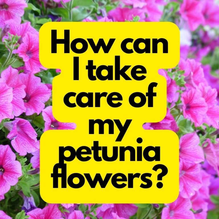 How can I take care of my petunia flowers?