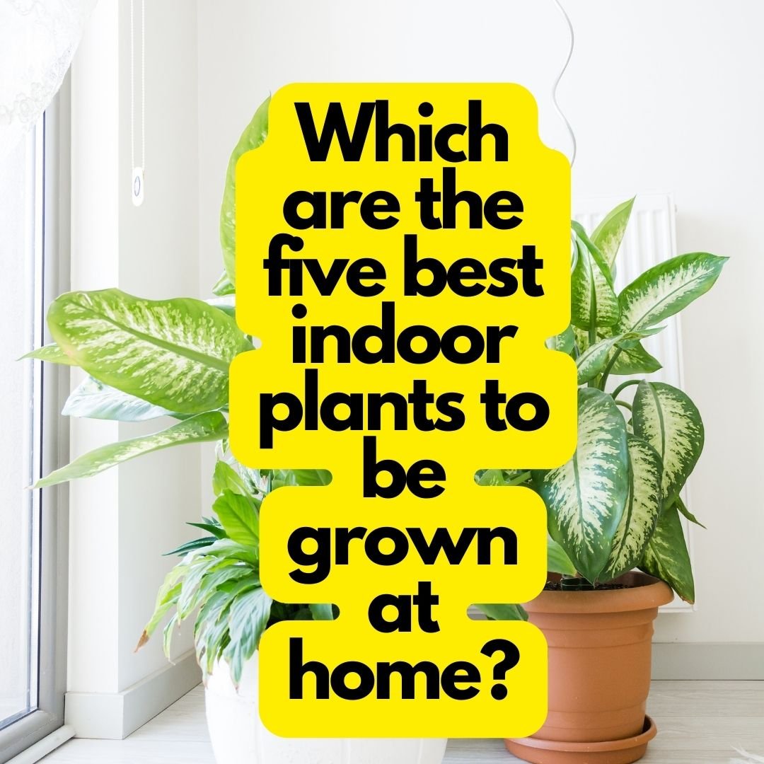5 best indoor plants to be grown at home