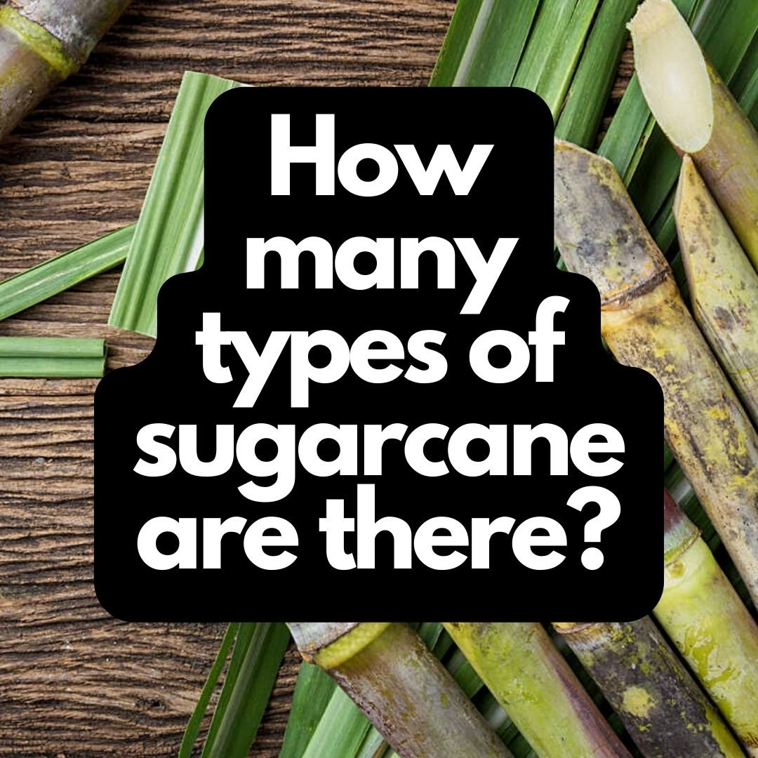 How many types of sugarcane are there?