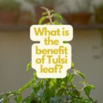 What is the benefit of Tulsi leaf?