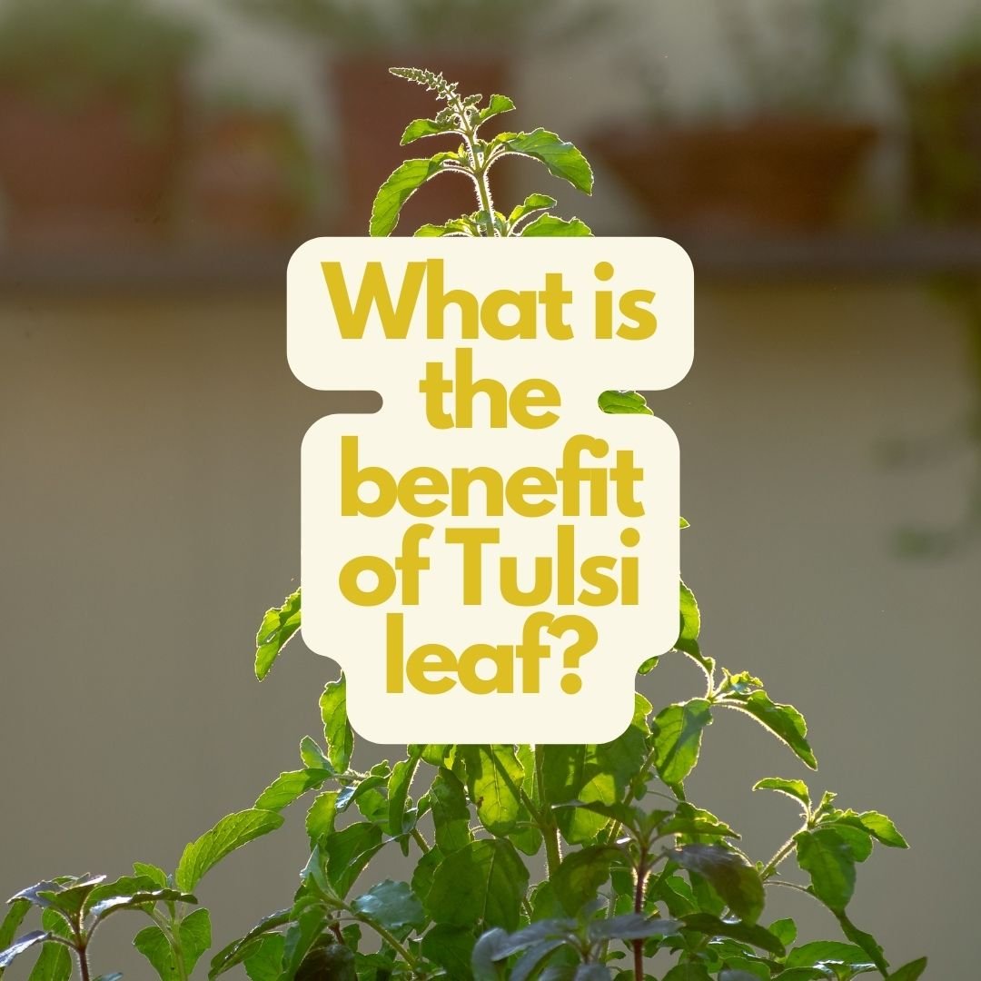 What is the benefit of Tulsi leaf?