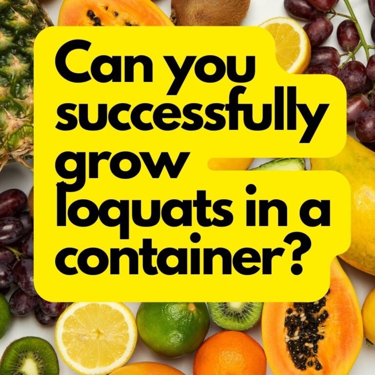 Can you successfully grow loquats in a container?