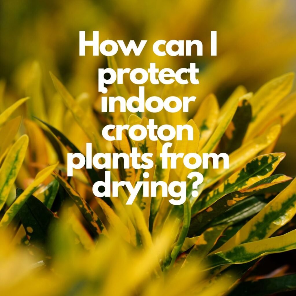 indoor croton plants