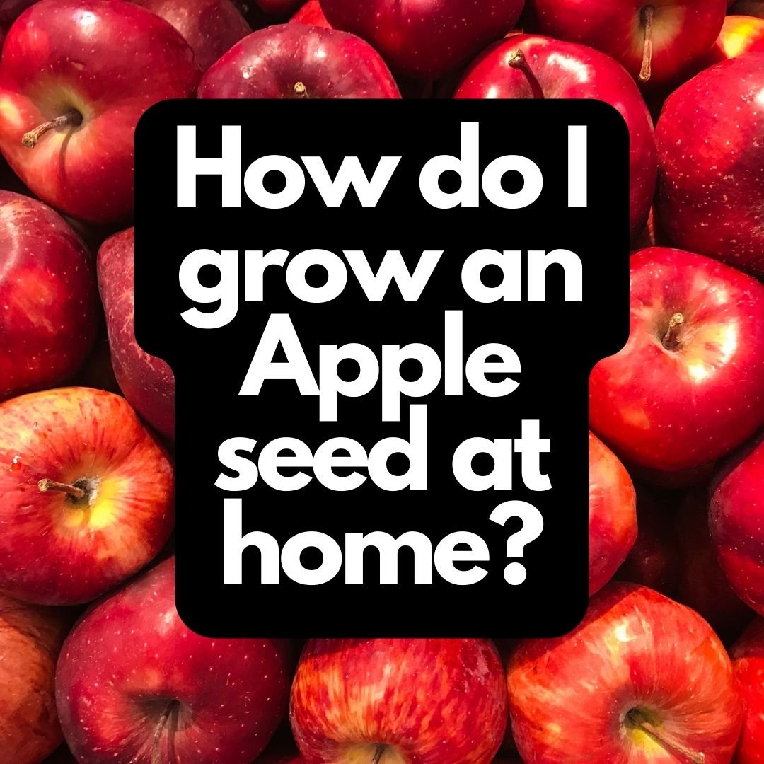 How do I grow an Apple seed at home?