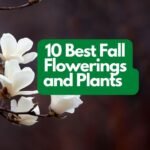 6 Best Fall Flowerings and Plants