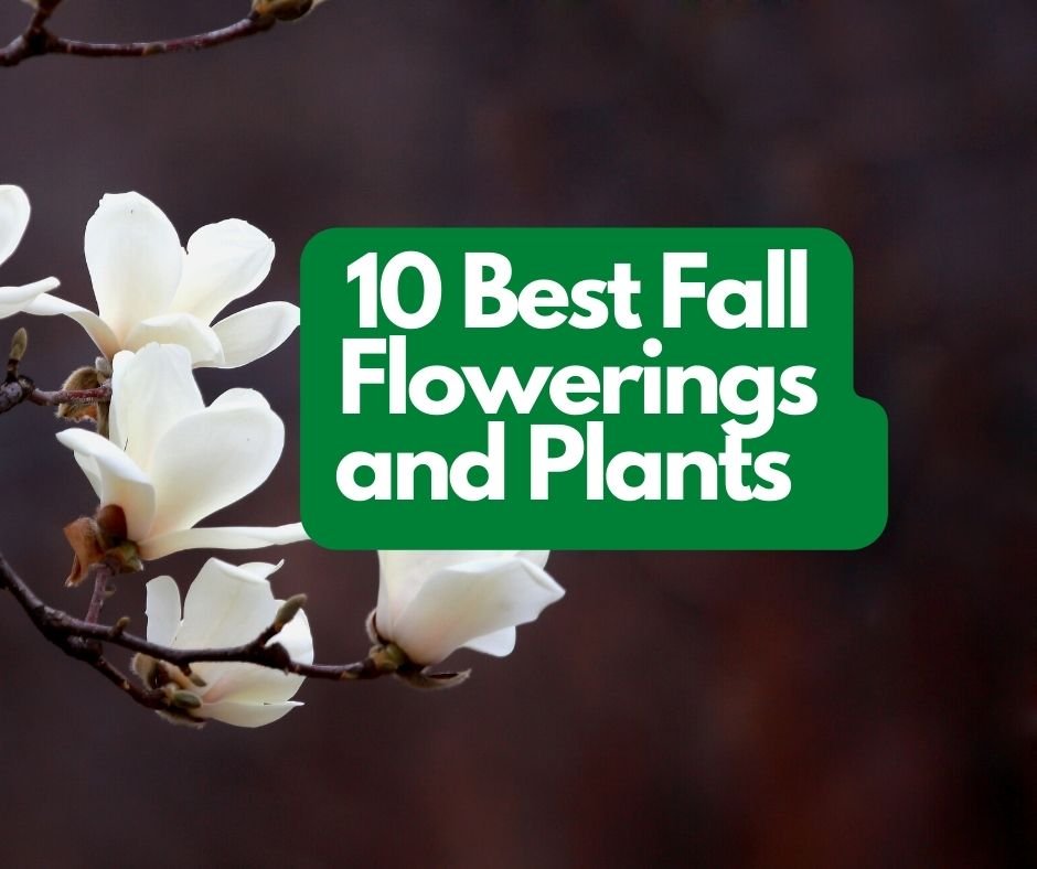 6 Best Fall Flowerings and Plants