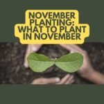 November Planting: What To Plant In November
