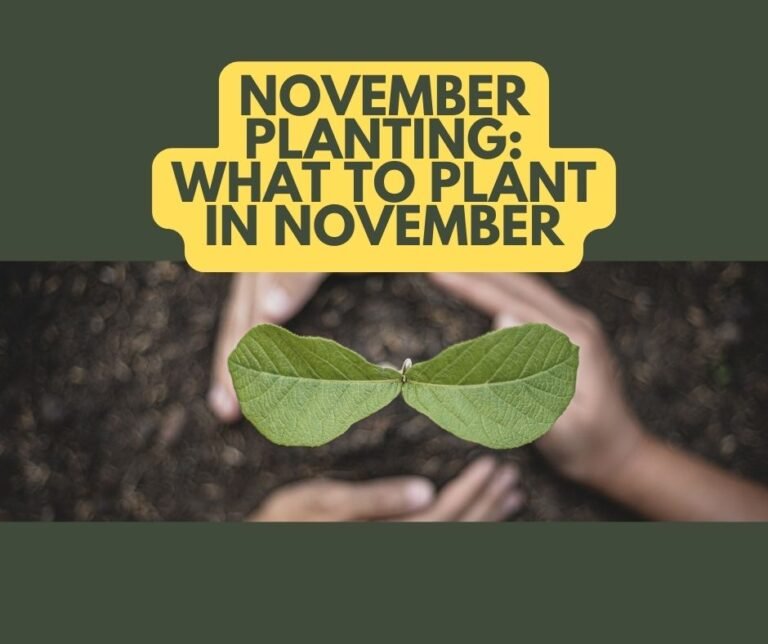 November Planting: What To Plant In November