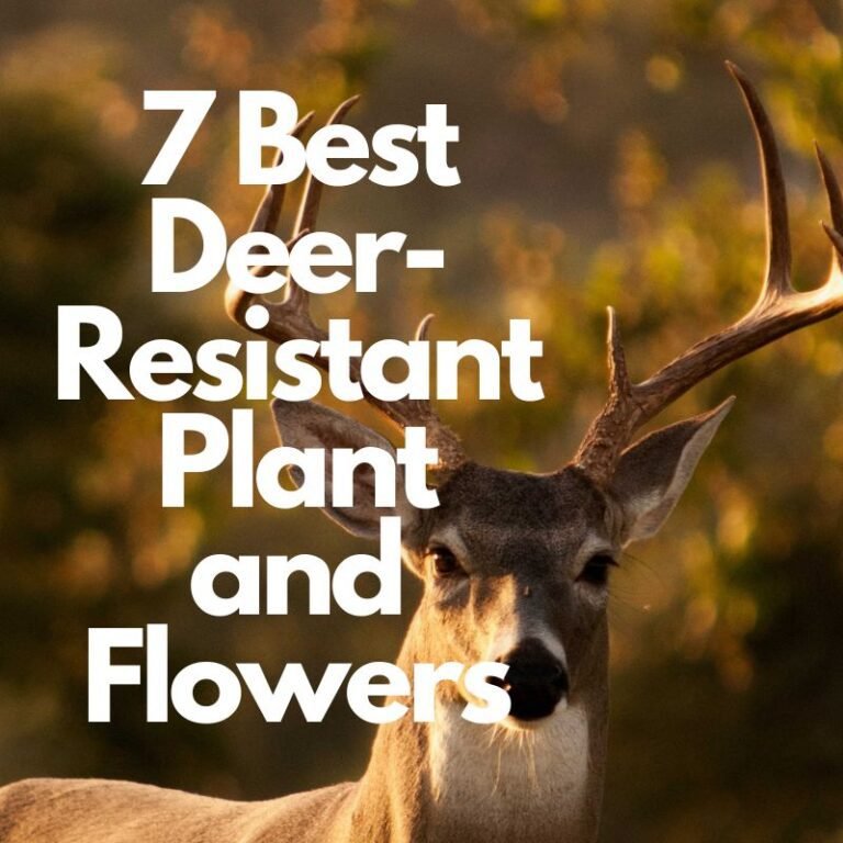 Deer-Resistant Plants