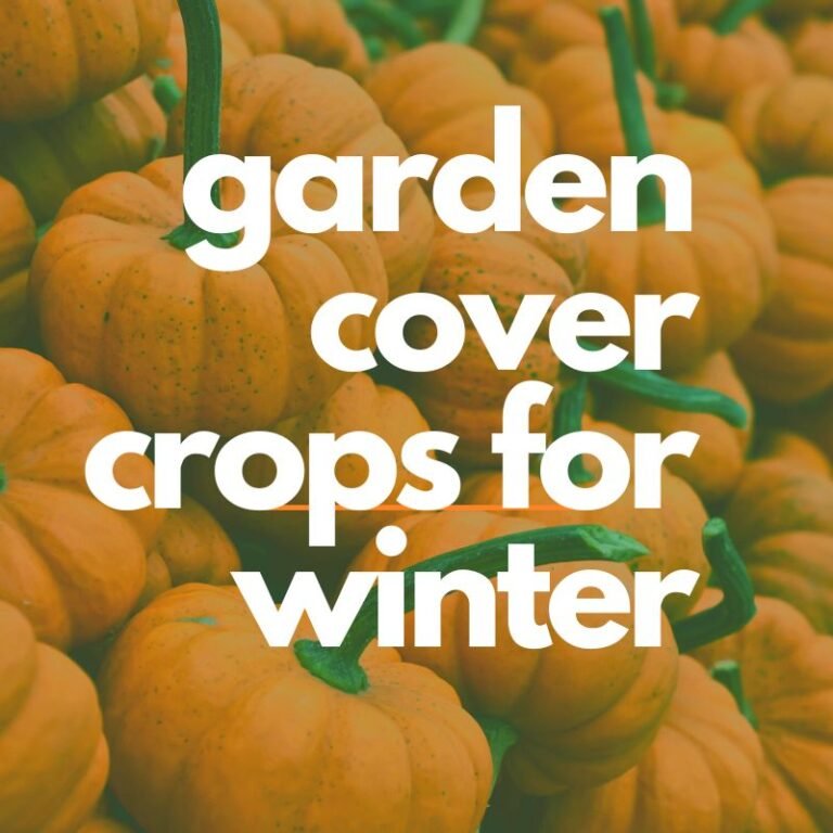 Best garden cover crops for winter