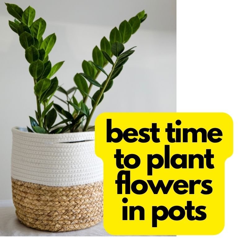 Planting Flowers In Pots