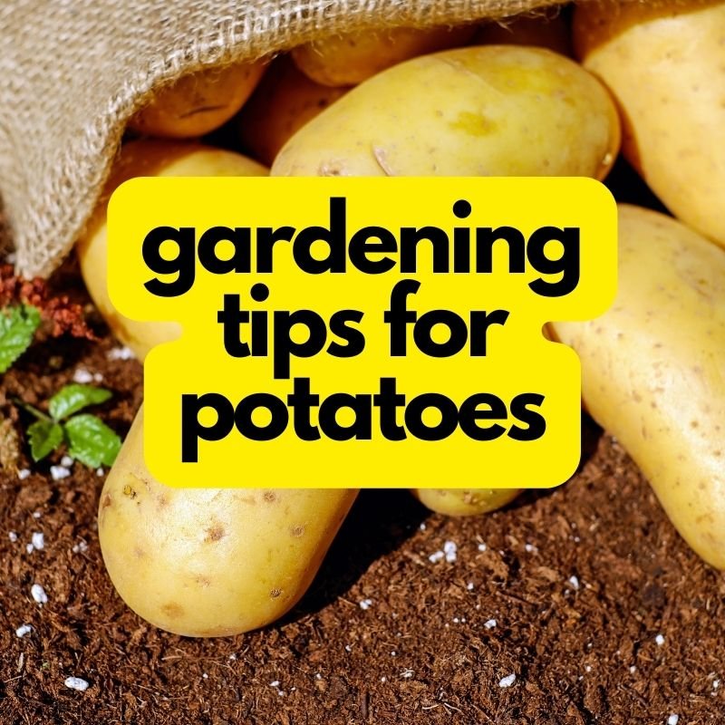 gardening tips for potatoes