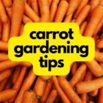 carrot gardening tips