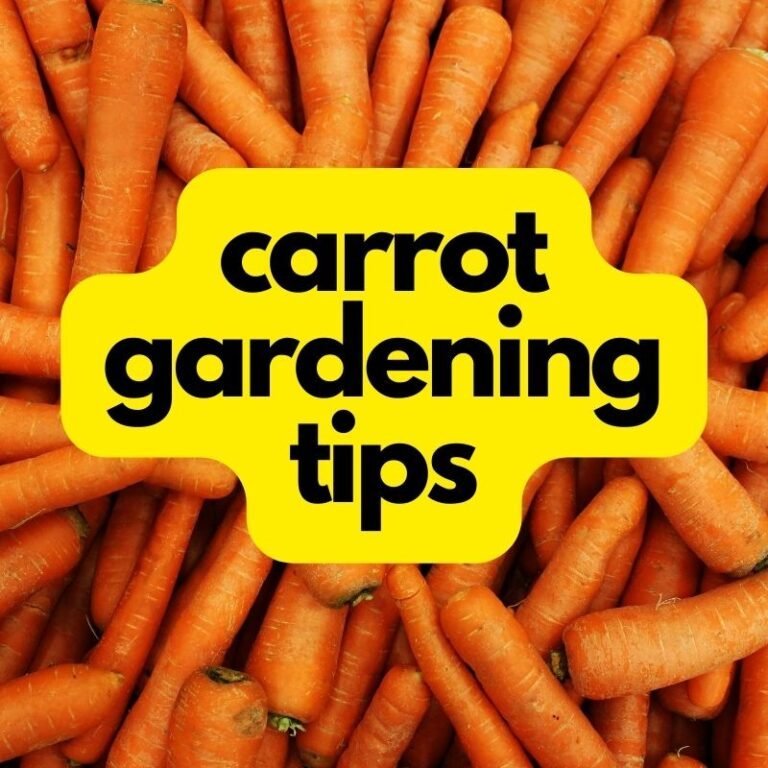 carrot gardening tips