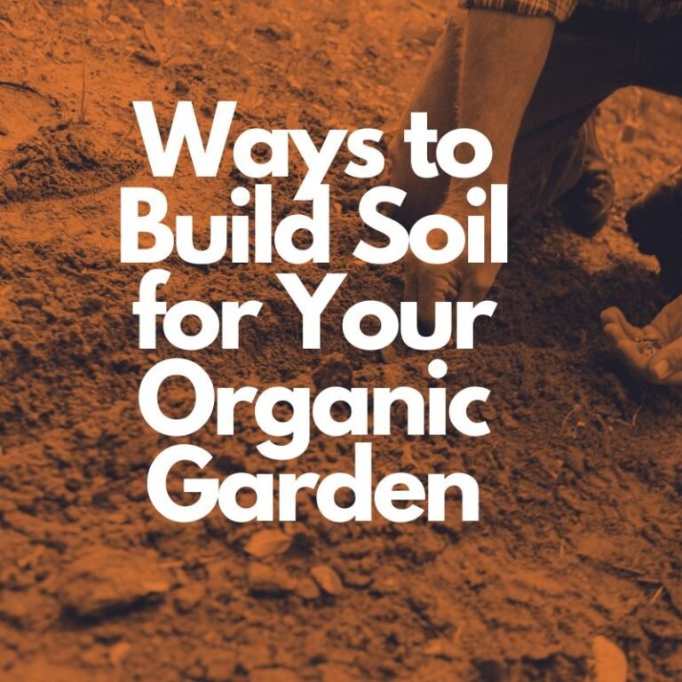 10 Ways to Build Soil for Your Organic Garden