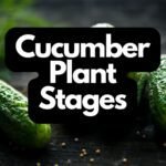 Cucumber Plant Stages