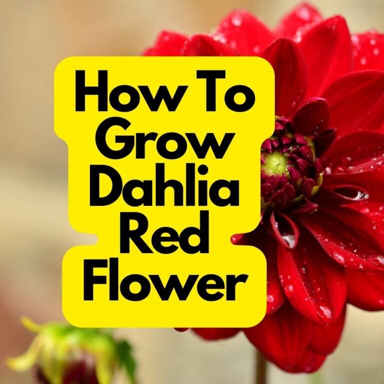 How To Grow Dahlia Red Flower: 5 Tips For Successful Planting