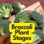 Broccoli Plant Stages