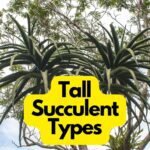 Tall Succulent Types