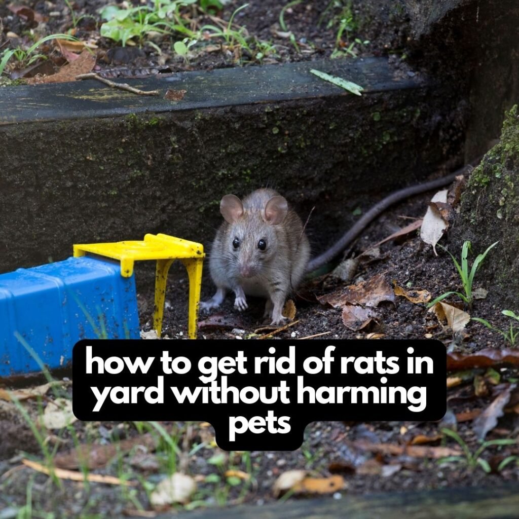 how to get rid of rats in the yard