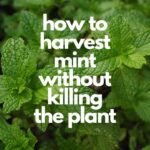 how to harvest mint without killing the plant