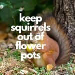 keep squirrels out of flower pots