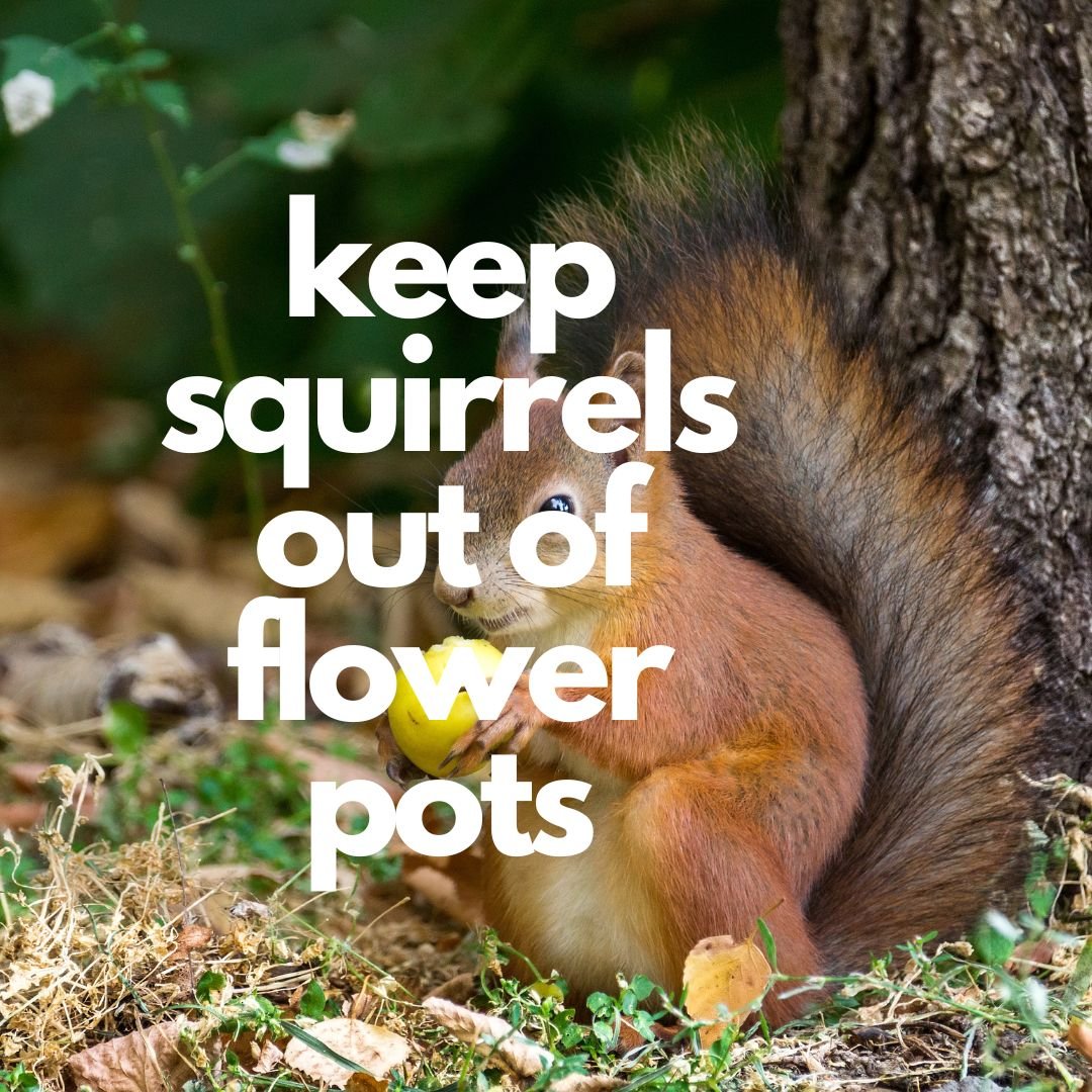 keep squirrels out of flower pots