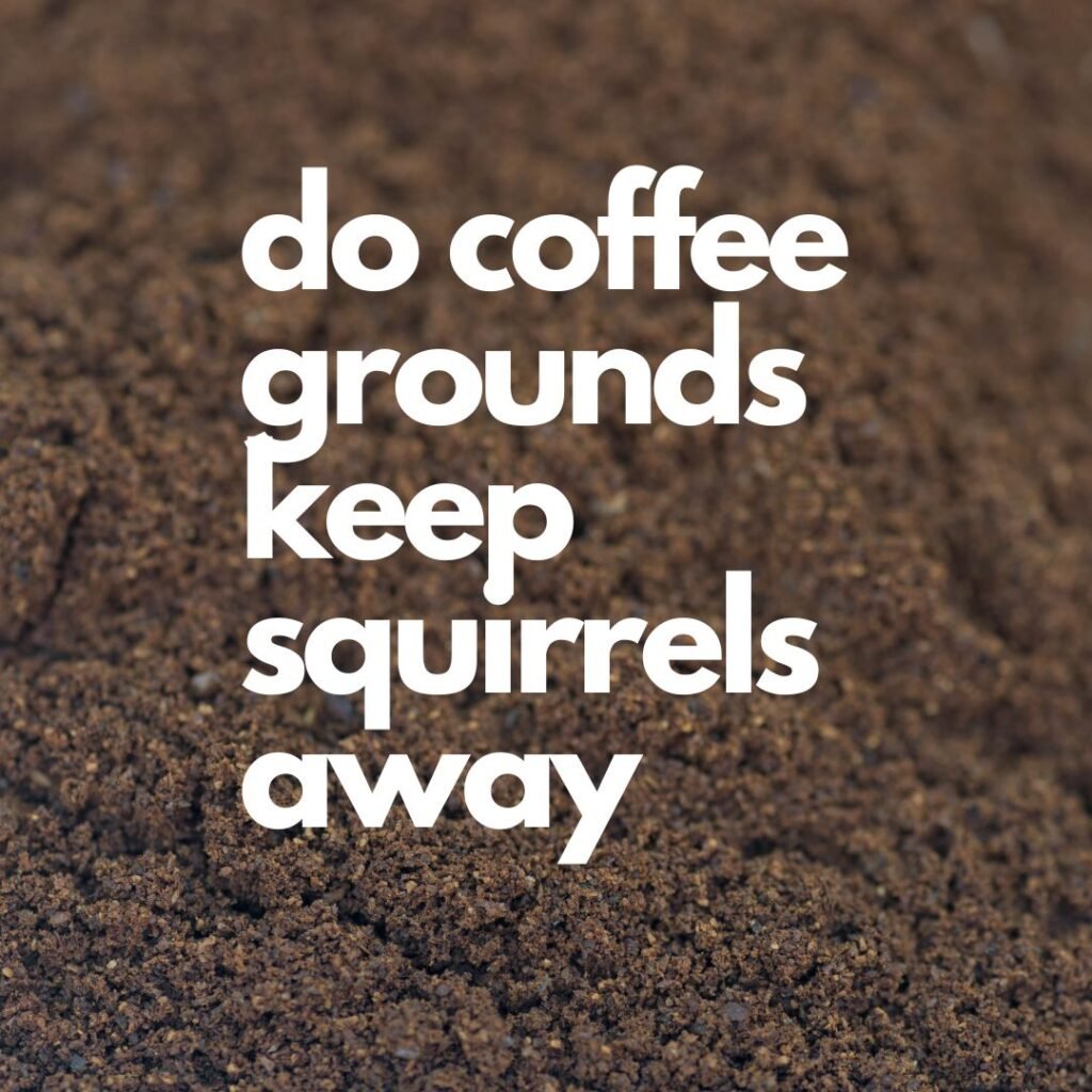 do coffee grounds keep squirrels away