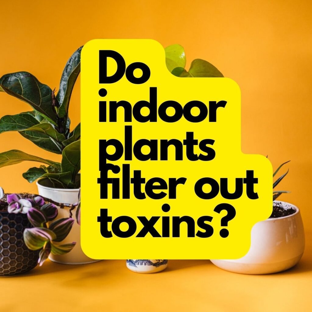 Do indoor plants filter out toxins?